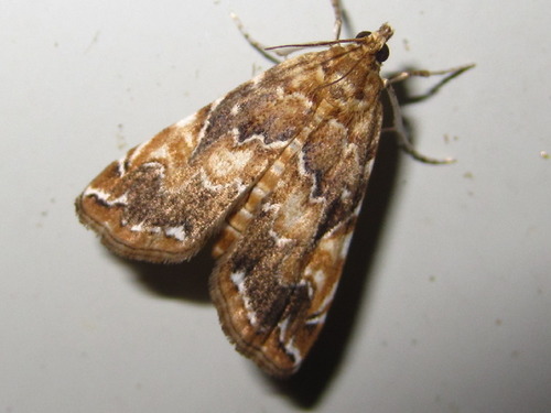 Elophila turbata Butler, 1881