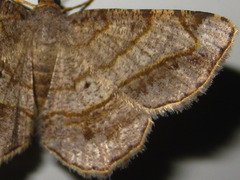 Chiasmia hebesata