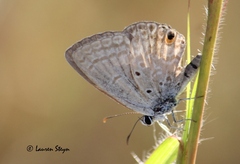 Euchrysops malathana