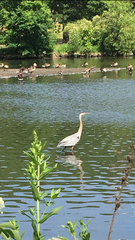 Ardea herodias