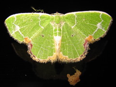Comibaena nigromacularia