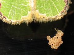 Comibaena nigromacularia