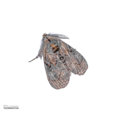 Dasychira obliquata