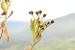 Verbesina centroboyacana