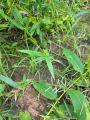 Dichanthelium boreale