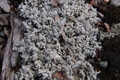 Stereocaulon paschale