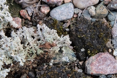 Stereocaulon paschale