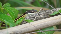 Thamnophis saurita septentrionalis