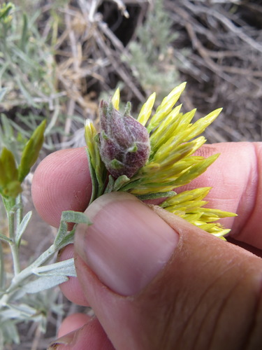 Procecidochares minuta