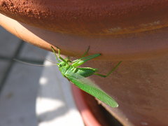 Tettigonia viridissima