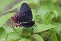 Parides montezuma