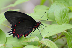 Parides montezuma