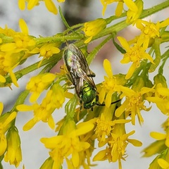 Augochloropsis viridula