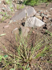 Eragrostis pectinacea pectinacea