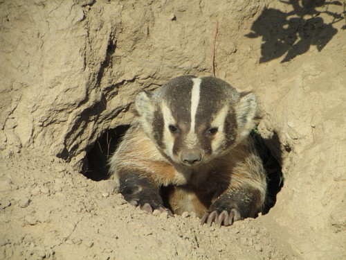 American Badger photographed in Kansas