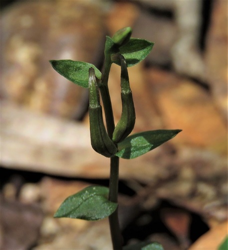 Triphora trianthophoros subsp. trianthophoros image