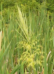 Zizania aquatica