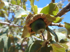 Quercus potosina