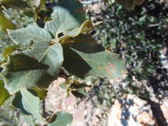 Quercus potosina