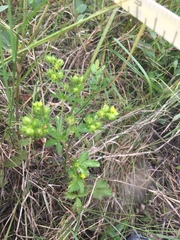Potentilla rivalis
