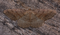 Drepanulatrix secundaria