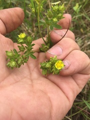 Potentilla rivalis