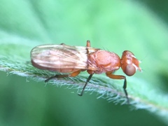 Zacompsia fulva