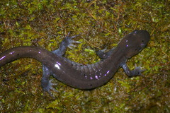 Ambystoma jeffersonianum