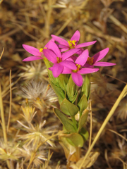 Centaurium cachanlahuen