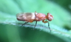 Zacompsia fulva