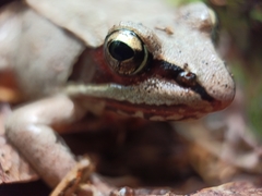 Lithobates sylvaticus image