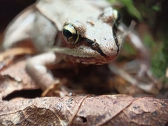 Lithobates sylvaticus image