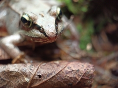 Lithobates sylvaticus image