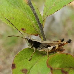 Chloealtis conspersa