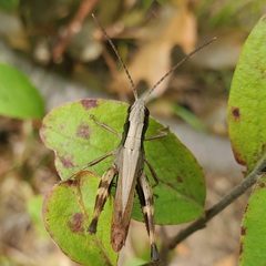 Chloealtis conspersa