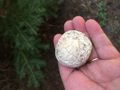 Handkea fumosa