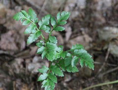 Sceptridium multifidum