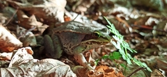 Lithobates sylvaticus image