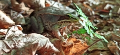 Lithobates sylvaticus image