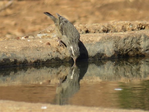 Streaky-headed Seedeater (Crithagra gularis), photo 7