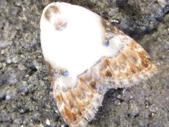 Nolathripa lactaria