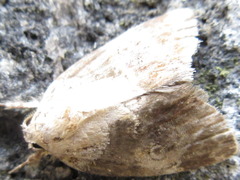 Negritothripa hampsoni