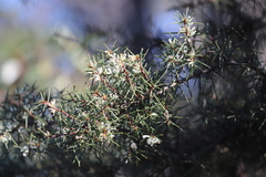 Hakea decurrens physocarpa