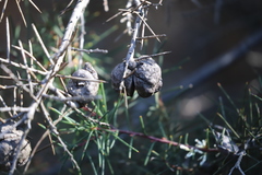 Hakea decurrens physocarpa