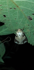 Condica cupentia