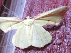 Corymica pryeri