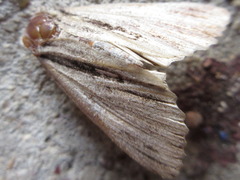 Ercheia niveostrigata