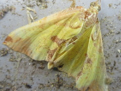 Corymica pryeri