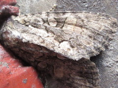 Mamestra brassicae