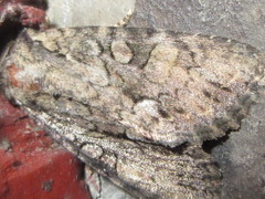 Mamestra brassicae